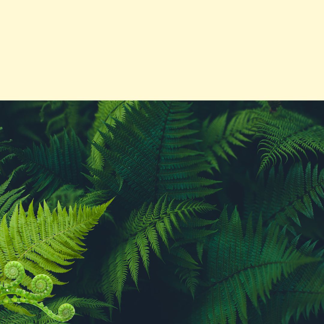 ferns in woods