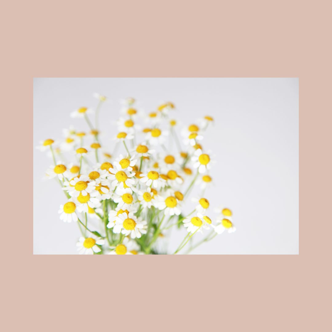 bundle of daisies